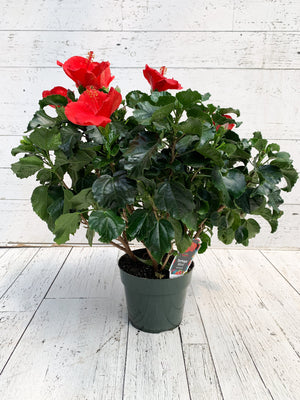 6" Hibiscus (Multiple Colours)