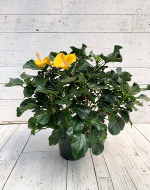 6" Hibiscus (Multiple Colours)