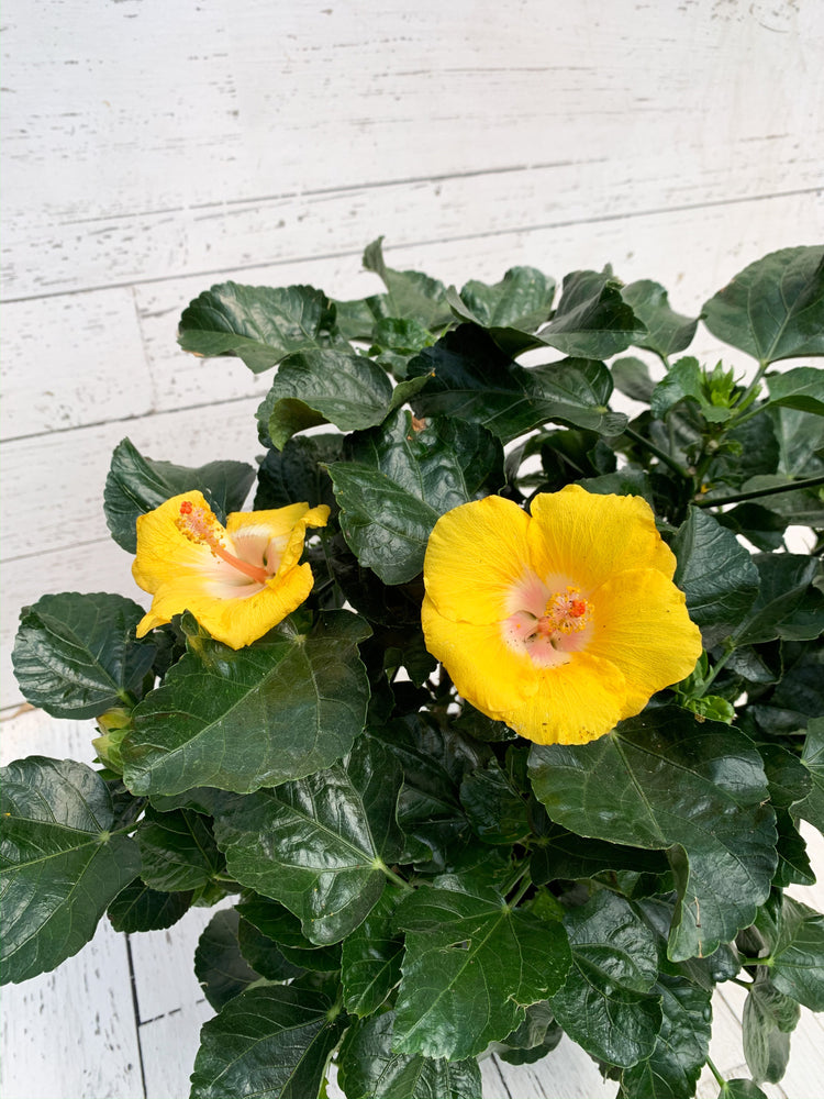 6" Hibiscus (Multiple Colours)