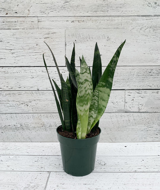6" Sanseveria Black Coral