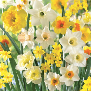 Fragrant Mix Daffodils
