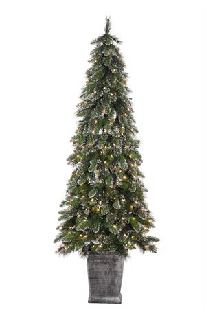 6' White Tip Spruce Tree Potted Lit