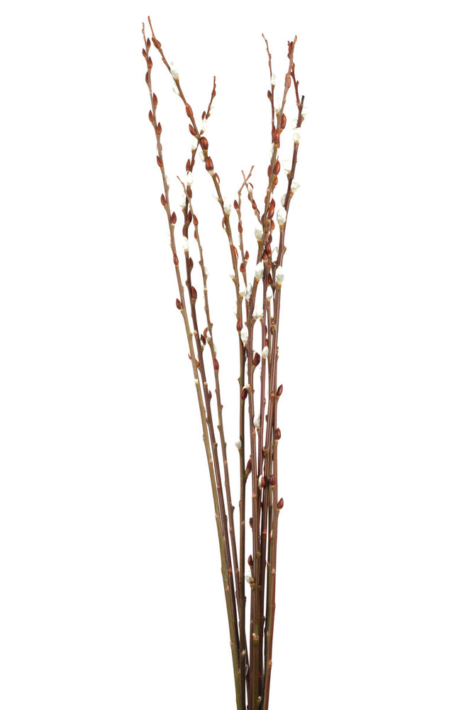 Pussy Willow Giant 3-4' Natural