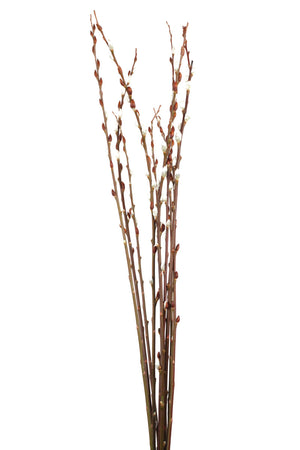 Pussy Willow Giant 3-4' Natural