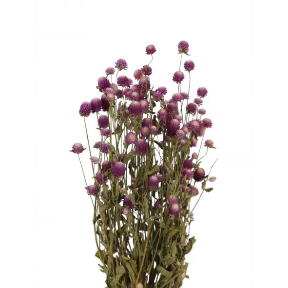 
            
                Load image into Gallery viewer, Globe Amaranth Pink Bunch
            
        