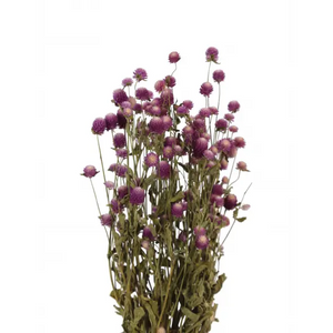 
            
                Load image into Gallery viewer, Globe Amaranth Pink Bunch
            
        