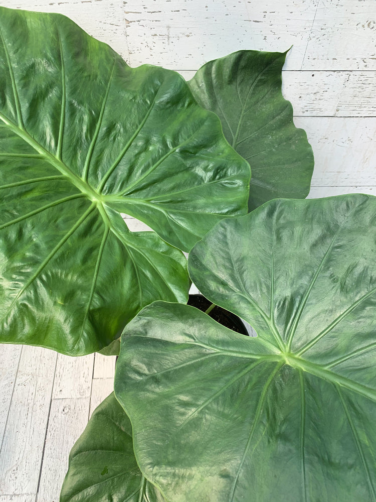 alocasia plant calidora elephant ear 11" Alocasia Calidora 'Elephant Ear' – Anna's Garden, Home & Wellness