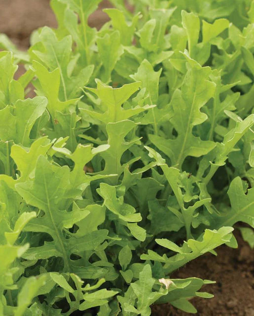 
            
                Load image into Gallery viewer, Arugula Astro Certified Organic Seeds
            
        