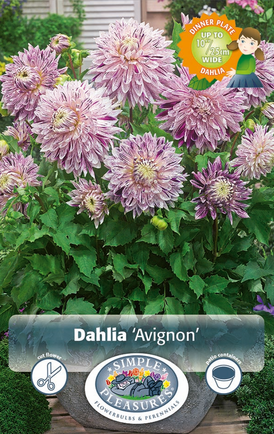 Dahlia Decorative Avignon Bulbs