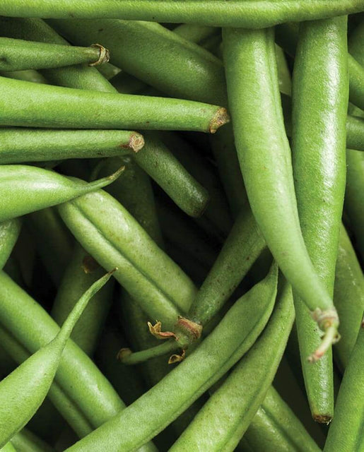 Strike Bush Beans Seeds