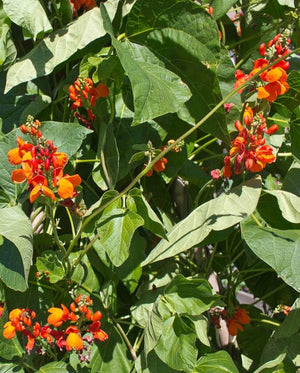 Scarlet Emperor Seeds