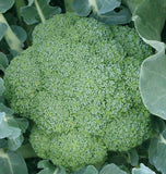 Green Magic F1 Broccoli Seeds