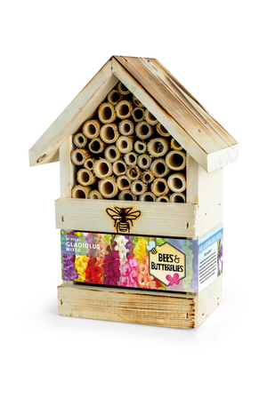 Bee Hotel Collection Gladiolus Mixed Bulbs