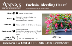 12" Trailing Fuchsia Bleeding Heart (2 Colours)