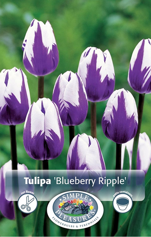 Tulips Triumph - Blueberry Ripple Bulbs