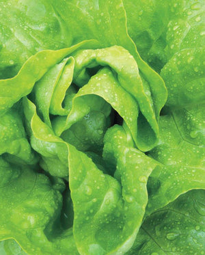 Buttercrunch Butterhead Lettuce Seeds - Hundred Acre Wood School