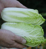 Wa Wa Sai F1 Cabbage Seeds