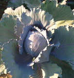 Integro F1 (Coated) Certified Organic Cabbage Seeds