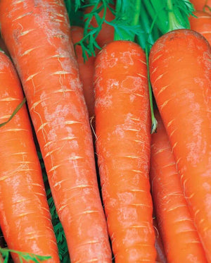 Bolero Carrot Seeds
