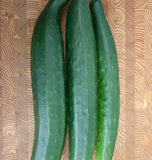 Tasty Green F1 Cucumber Seeds