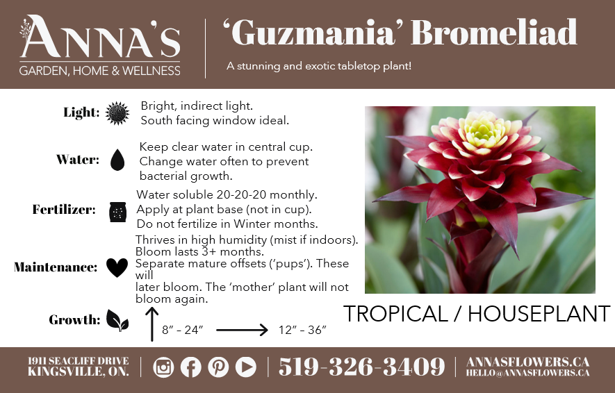 6" Guzmania Bromeliad (Multiple)