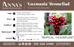 6" Guzmania Bromeliad (Multiple)