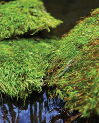 Mood Moss:  Preserved Fresh Green