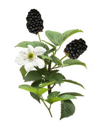 Baby Cakes Bushel and Berry Blackberry