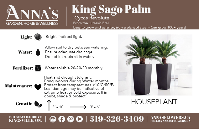 10" Cycas Revolta King Sago Palm