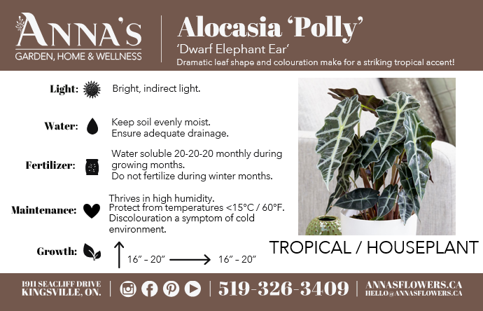 6" Alocasia Amazonica Polly