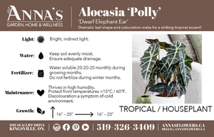 6" Alocasia Amazonica Polly