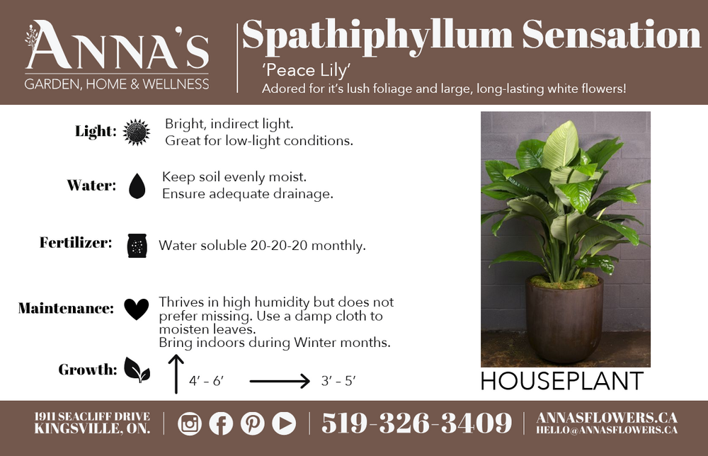 6" Spathiphyllum (Peace Lily)