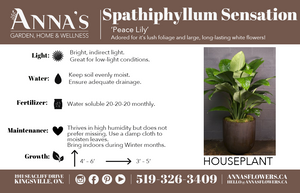 6" Spathiphyllum (Peace Lily)