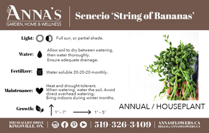 4" Senecio String of Banana