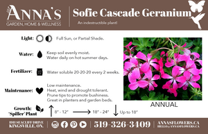 12” Mini Cascade Geranium Hanging Basket (Multiple Colours)