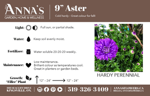 
            
                Load image into Gallery viewer, 9&amp;quot; Aster (Various Colours)
            
        