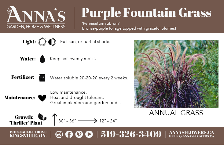 9" Purple Fountain Grass