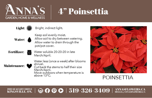 4" Poinsettia - South Windsor Skating Club