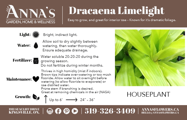 8" Dracaena Limelight