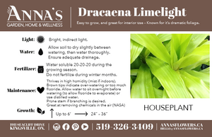 8" Dracaena Limelight
