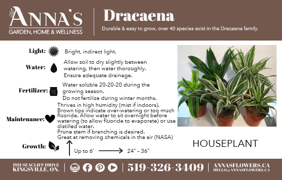 4" Dracaena Janet Craig