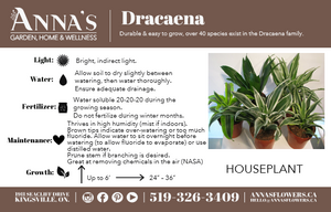 4" Dracaena Janet Craig