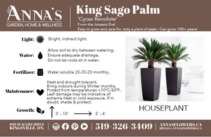6" Cycas Revolta King Sago Palm