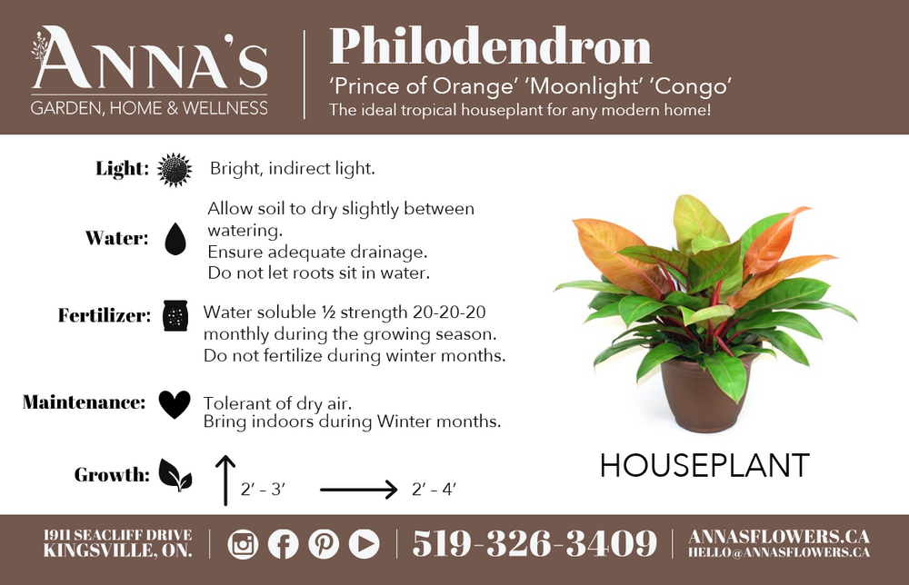 prince of orange moonlight philodendron 6" Philodendron Prince of Orange – Anna's Garden, Home & Wellness