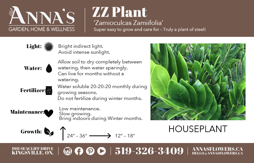 
            
                Load image into Gallery viewer, 14&amp;quot; Zamioculcas Zamiifolia ZZ
            
        