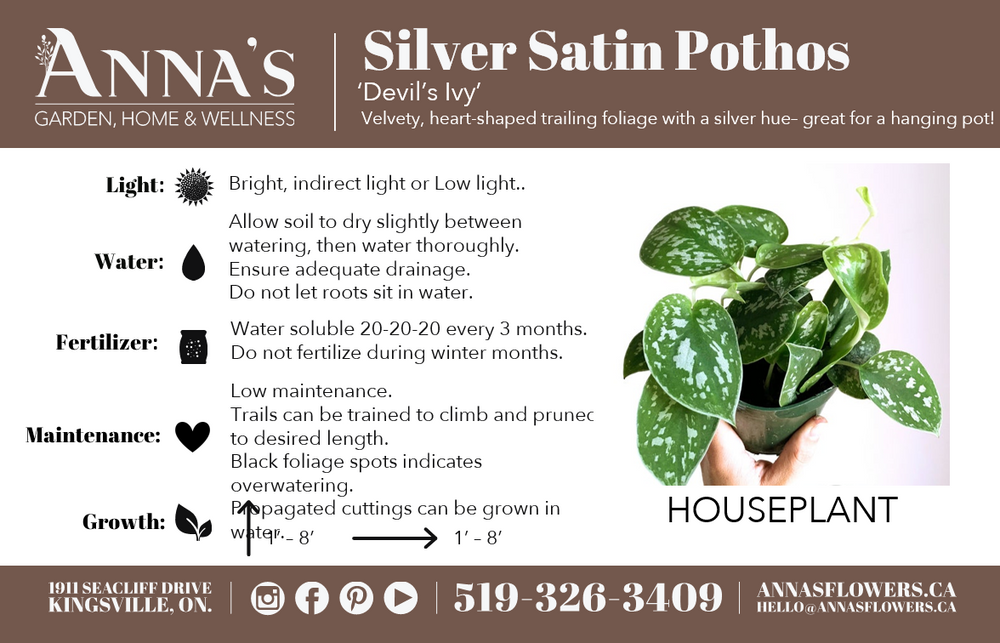 
            
                Load image into Gallery viewer, 6&amp;quot; Epipremnum Silver Satin Pothos (Scindapsus pictus)
            
        