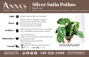 6" Epipremnum Silver Satin Pothos (Scindapsus pictus)