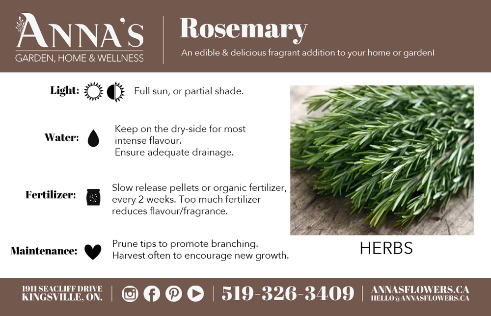 4" Rosemary - Home Grown