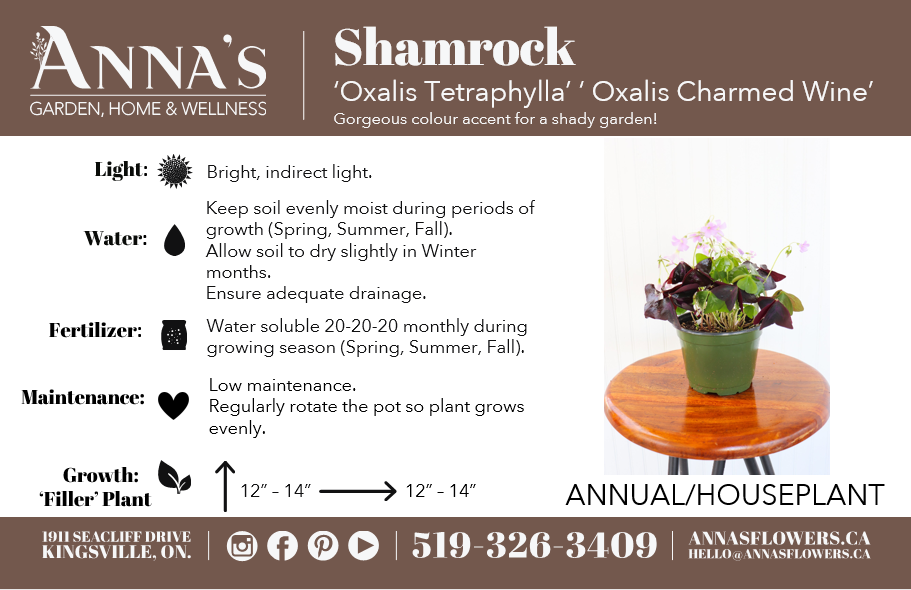 4" Red Shamrock