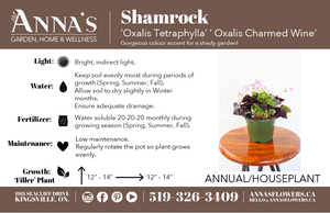 4" Red Shamrock
